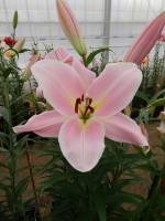 [4129 Rocelli No102.JPG]